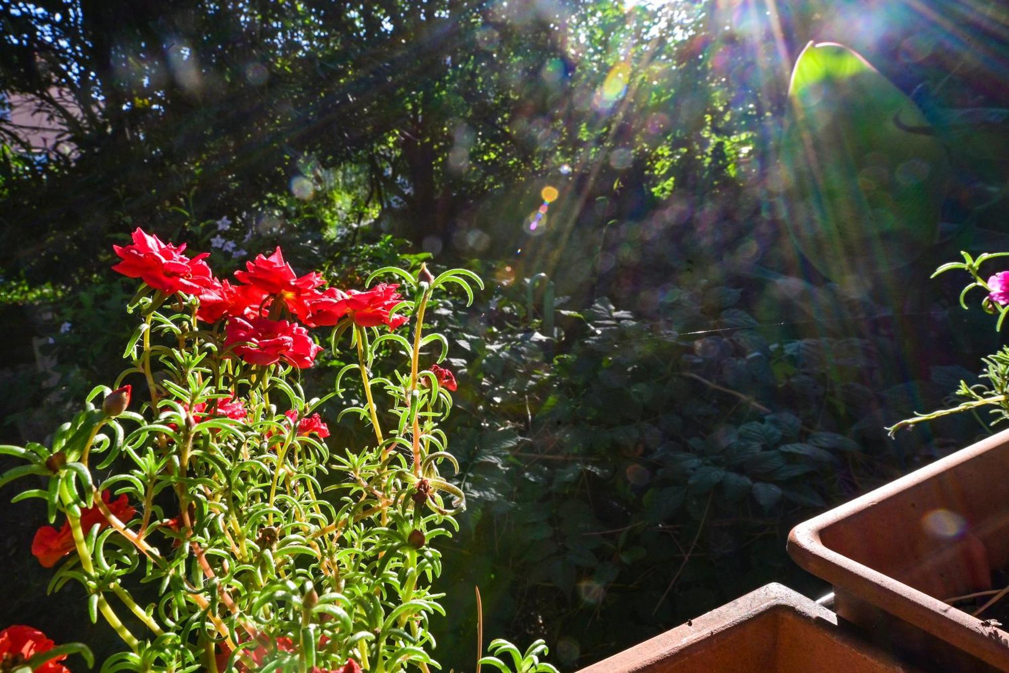 Bohemian Rhapsody Apartment Rovinj Ngoại thất bức ảnh